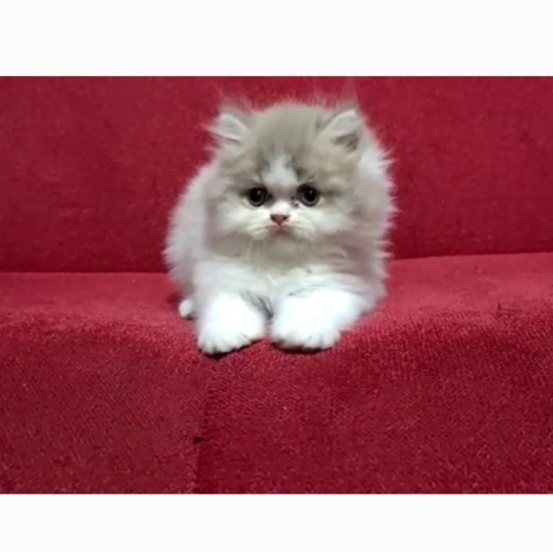 Kucing Persia Anak Kucing Flatnose Abu Abu Putih Peaknose Kitten Himalaya Ragdoll Munchkin Lucu Gemb