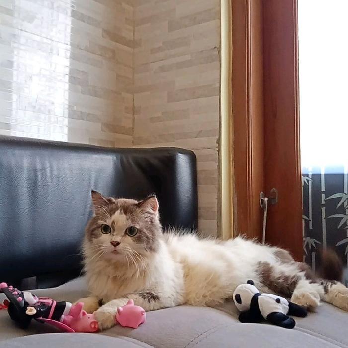 Kucing Mainecoon × Persia