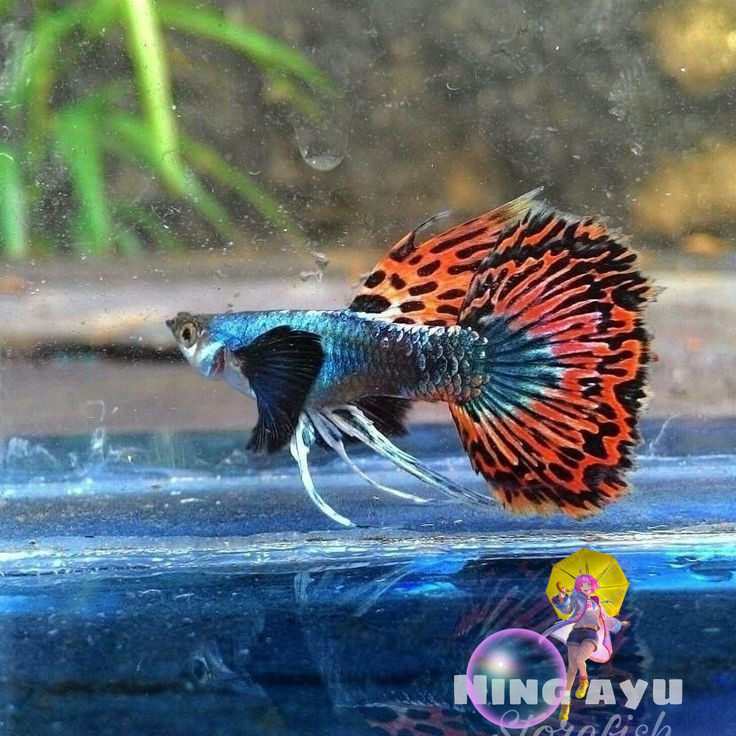 Jual Guppy Prembe/Platinum Red Mozaik Big Ear