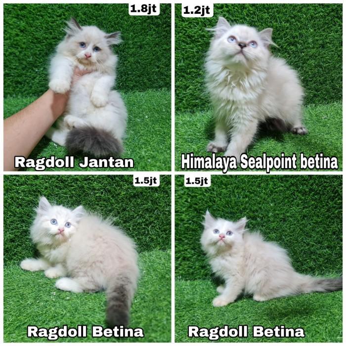 BAZAAR KITTEN RAGDOLL JUAL ANAK KUCING RAGDOLL
