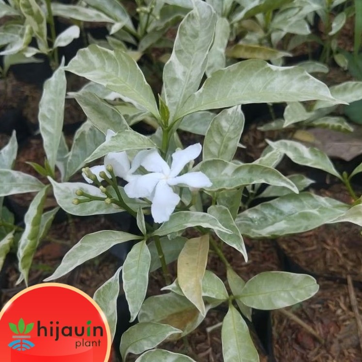 Tanaman Hias Melati Rombusa Tanaman Hias Melati Rombusa Putih Sarbena Putih Rimbun Termurah