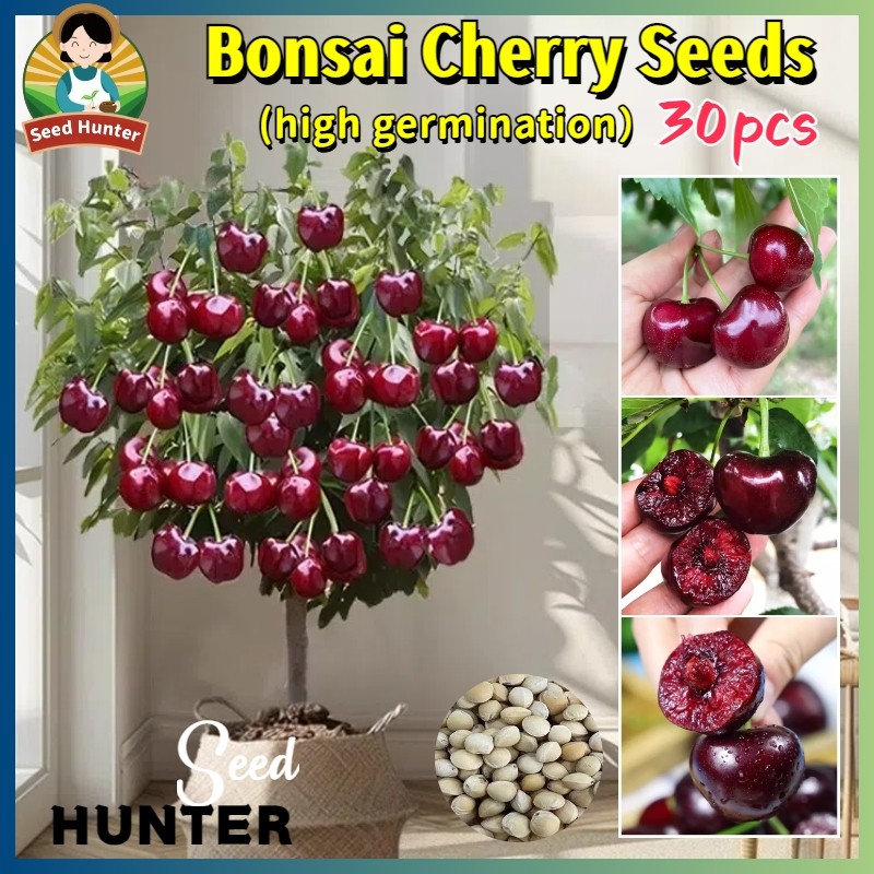 Premium benih(-+20 Butir) Biji Benih Buah Cherry Hitam Impor