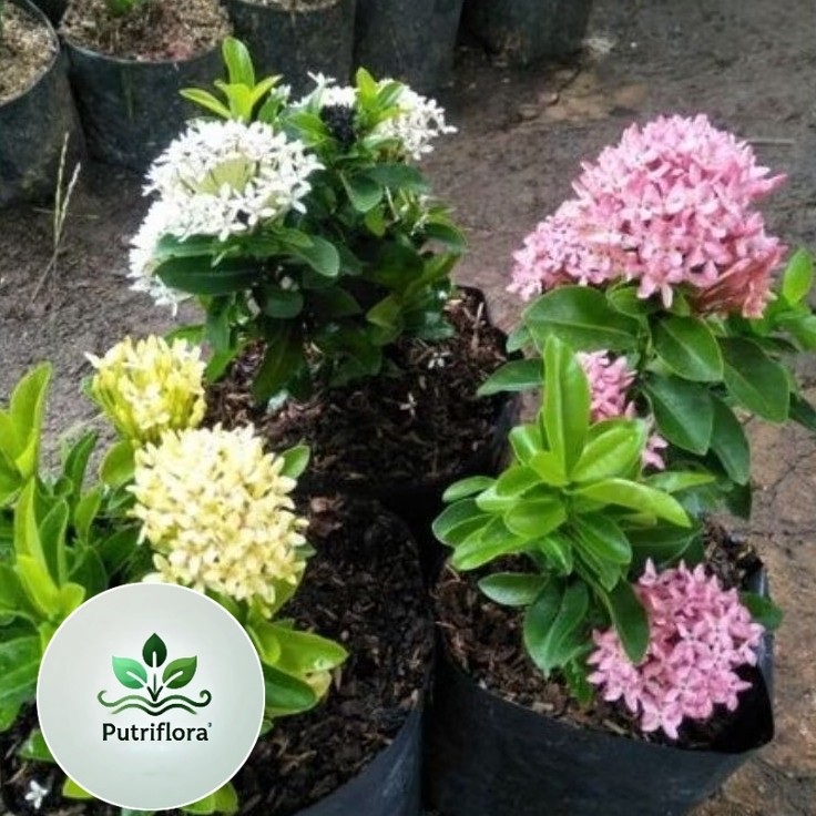 NEW Paket 3 tanaman asoka bunga - pohon asoka bunga