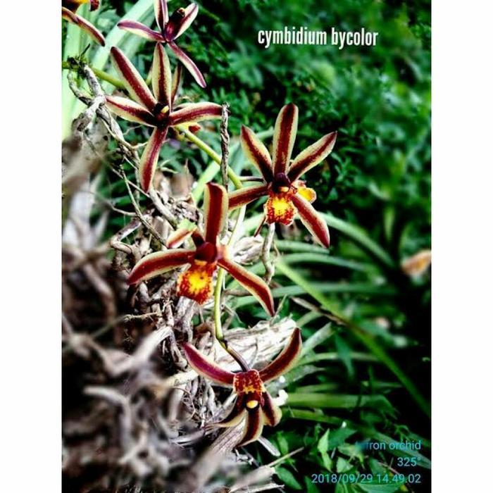 Anggrek tanah cymbidium bicolor