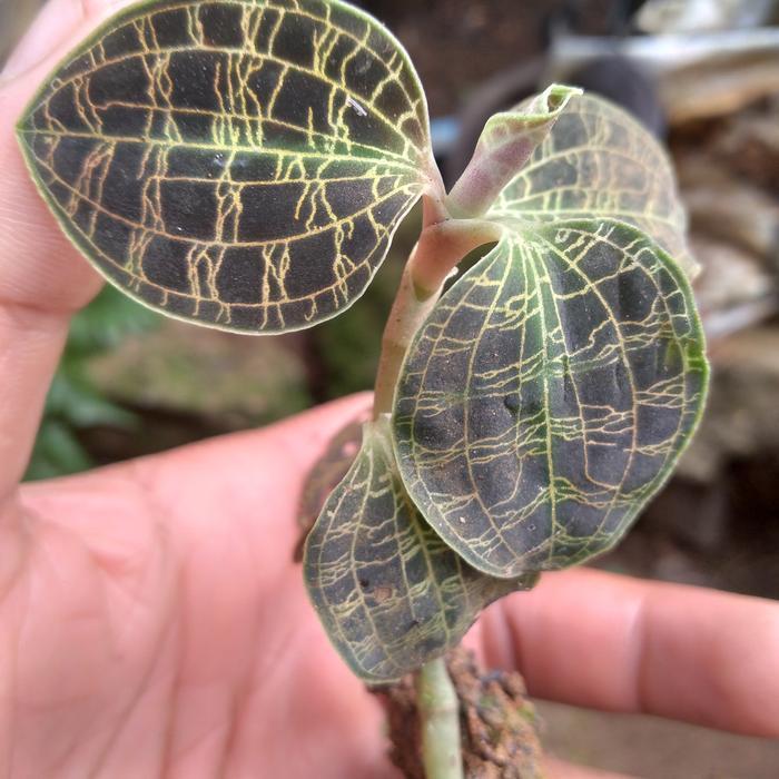 khair farm tanaman hias jewel orchid urat emas/macodes (bisa cod)