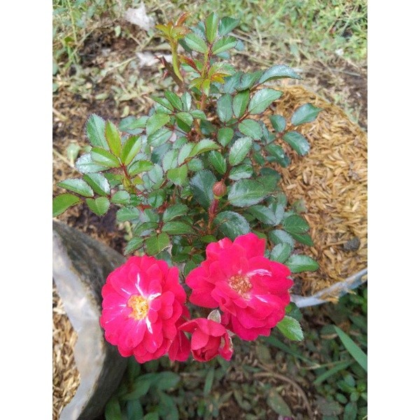 MAWAR RAMBAT MERAH KECIL(CLIMBING ROSE)