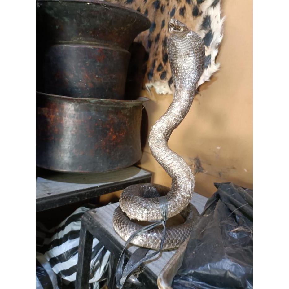 awetan ular kobra ori isi dakron  termurah packing aman bk megantara s JM