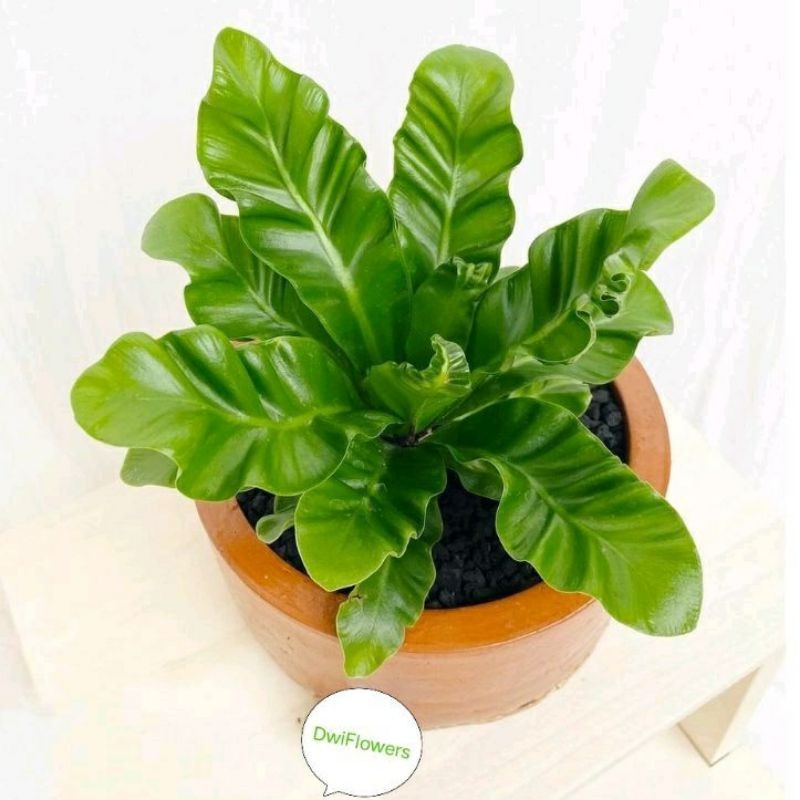 RIMBUN ( BISA COD) Tanaman hias Kadaka Lasagna / buunga hias Kadaka Lasagna Mini