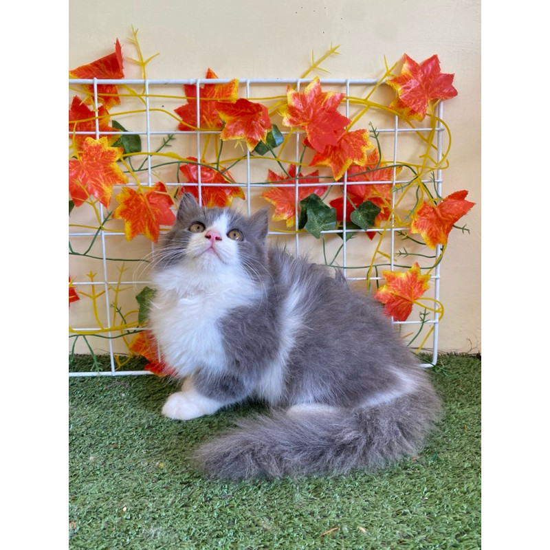 Kitten Mix BSH agrosecat