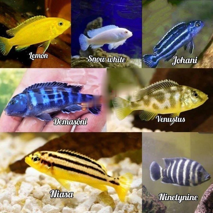 ( PAKET ISI 4 ) 1kan hias Cichlid koleksi aquarium - Lem0n niasa snowhite demasoni ebjd