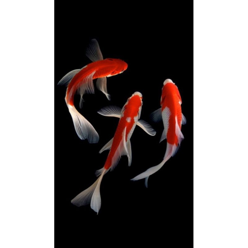 Paket 3 Ekor Komet Slayer Ekor Panjang