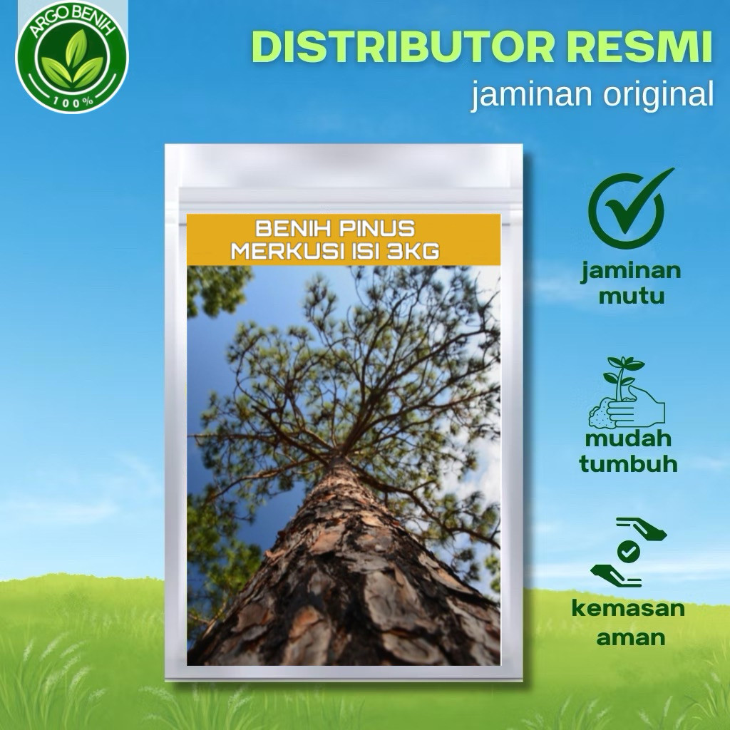 Benih Biji Pohon Pinus Merkusii 3KG siap semai Biji Tanaman Pinus Merkusii - BONUS 300 GRAM