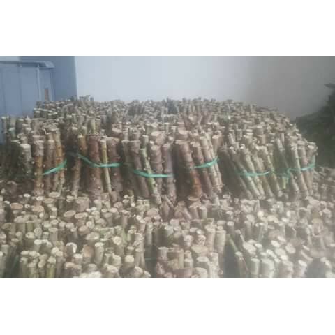 bibit singkong gajah