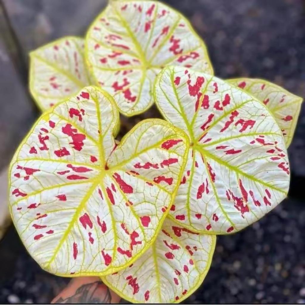 Bonggol Umbi Caladium thailand 027 Keladi