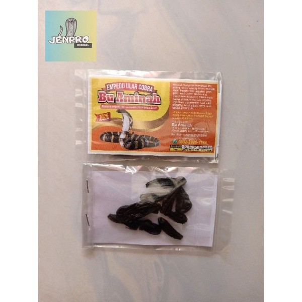 Empedu Ular Cobra Asli Ibu Aminah Khasiat Luas