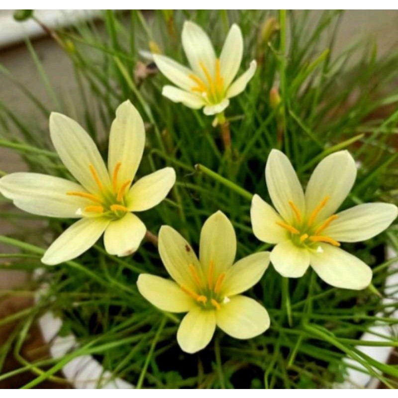 tanaman rain lily yelow umbi rain lili citrina lily hujan kuning