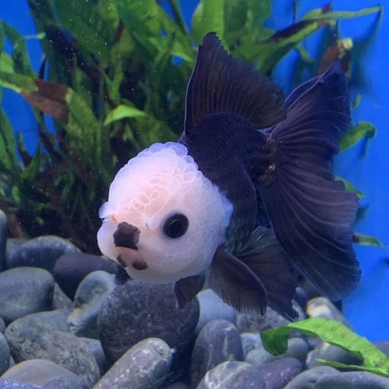 Koki panda hitam putih rostyale SZ 9-12 cm remaja jambul