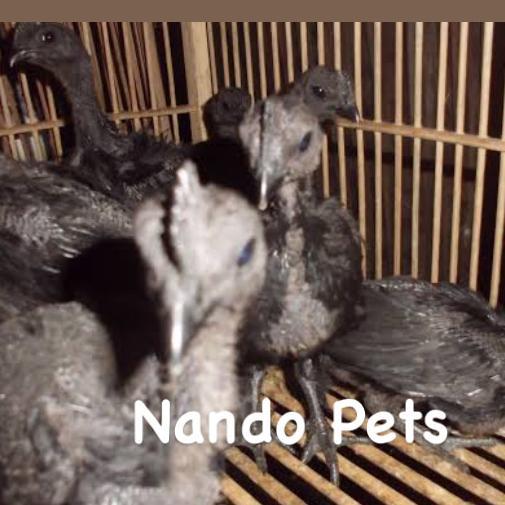 Bird.ID Ayam Cemani Asli Anakan Usia 1 bulanan setengah - Jantan