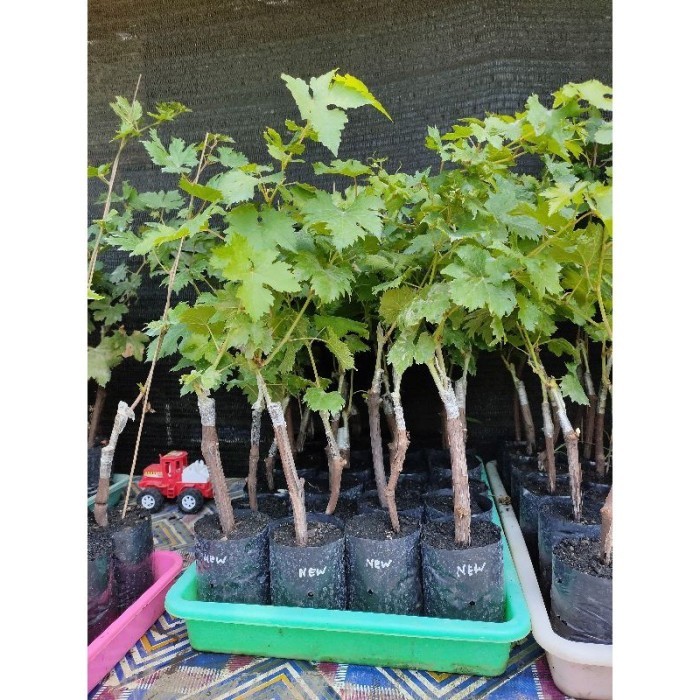 Bibit Anggur Jupiter - Anggur Impor Jupiter grafting