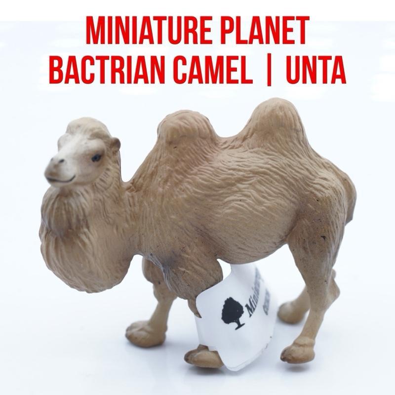 Miniature Planet | Bactrian Camel Unta Baktria Unta Berpunuk Dua  Camelus Bactrianus | Small Size Uk