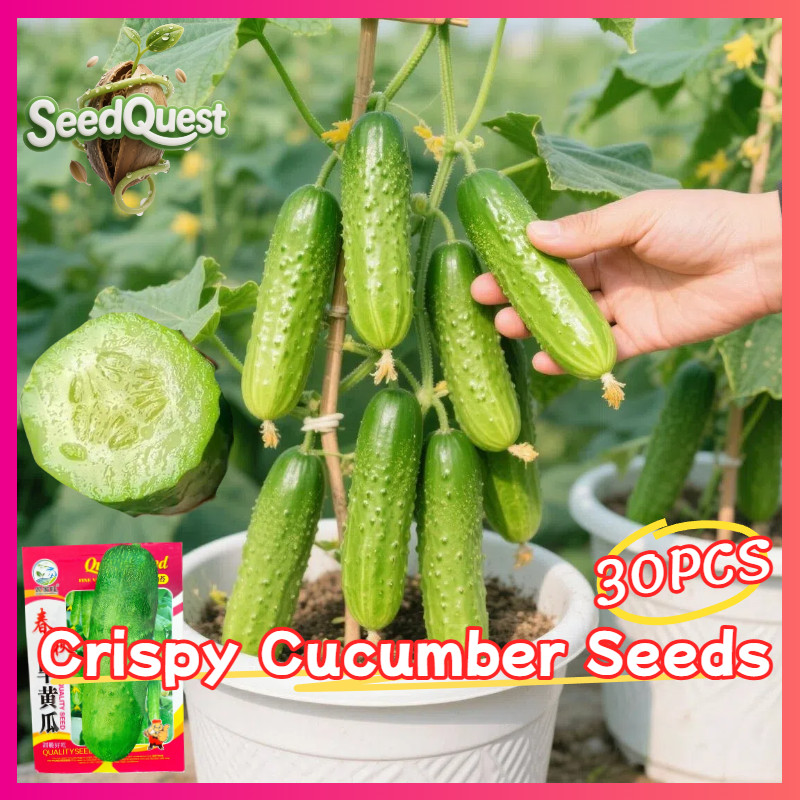 ISI 30 BENIH BIBIT TIMUN LALAP MENTIMUN PUTIH UNGGUL BIJI TIMUN LALAP UNHHUL MASA PANEN 20-30HARI