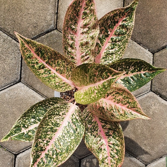 Promo bibit bonggol aglonema shinta