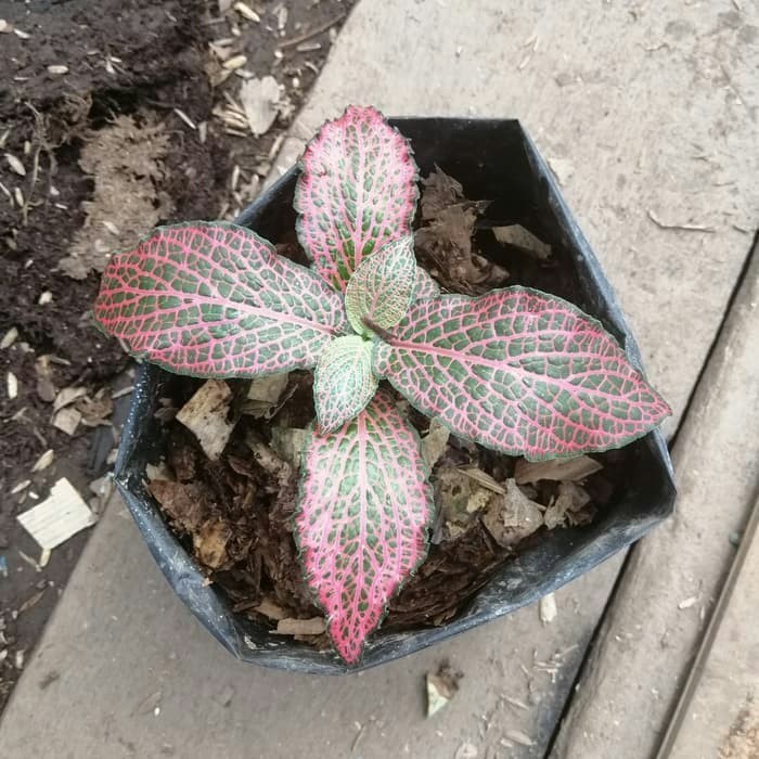 Tanaman Hias Fitonia Merah - Episcia Mutiara Merah