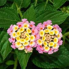 Lantana bicolor pink (lantana camara) KUNCUP - BAKUL KEMBANG