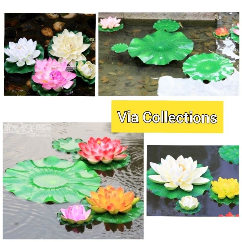 Tanaman Hias Bunga Teratai Kolam Cantik