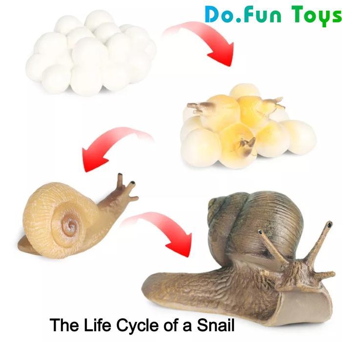 "TNKSYU" - Animal Figure Life Cycle of a Snail / Siklus Hidup Binatang Bekicot Mainan