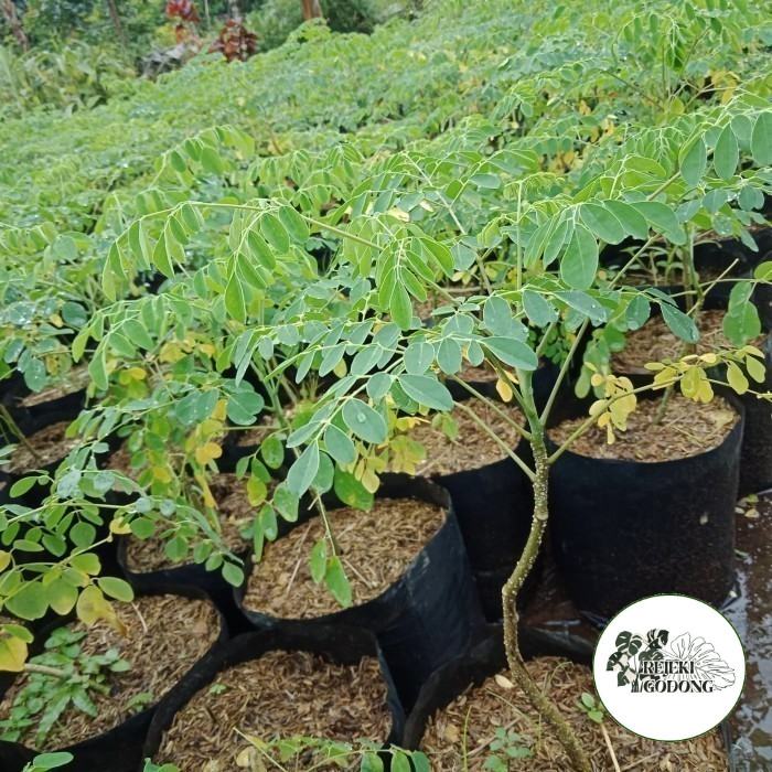 Bibit Tanaman Pohon Daun Kelor - Daun Kelor - Tanaman Kelor