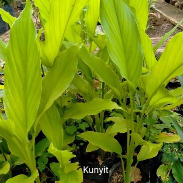Tanaman herbal kunyit,. Tanaman kunyit, tanaman rimpang kunyit, pohon kunyit