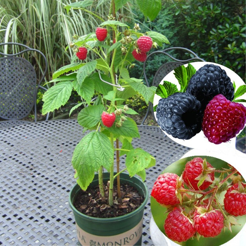 Dikirimkan di hari yang sama- 100 Butir biji mixed 3 colors Bibit Benih Biji Buah Raspberry Yellow -