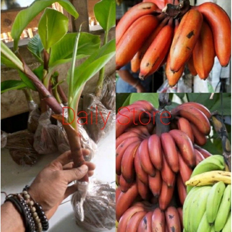 Pisang merah, bibit pisang merah pisang hurang / kidang