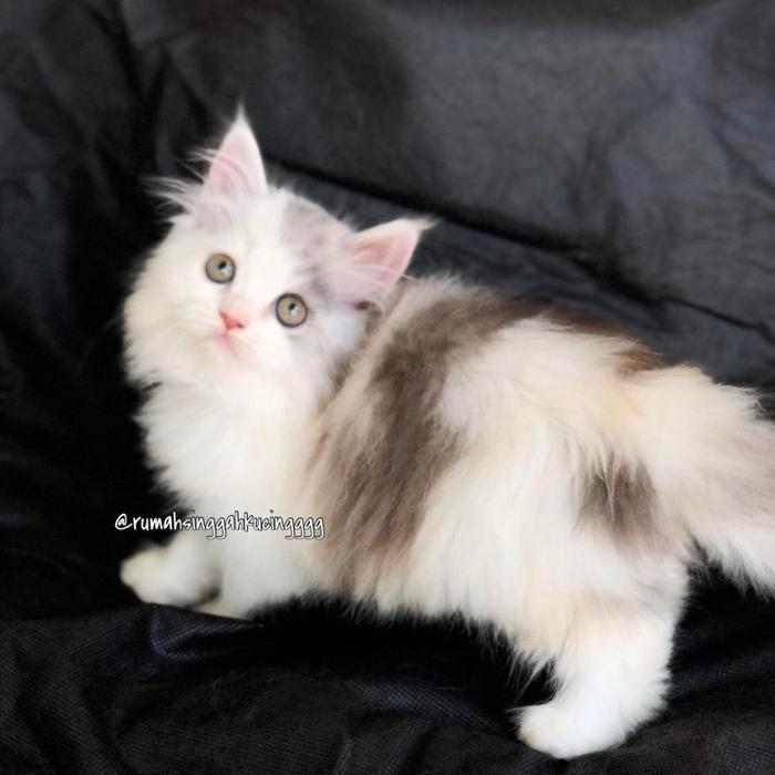 Kucing persia bali / denpasar bayar di tempat