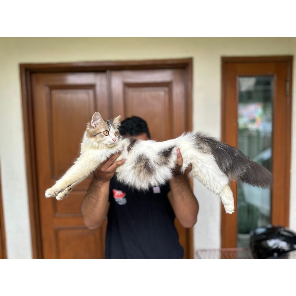kucing Mainecoon super besar gembul lucu