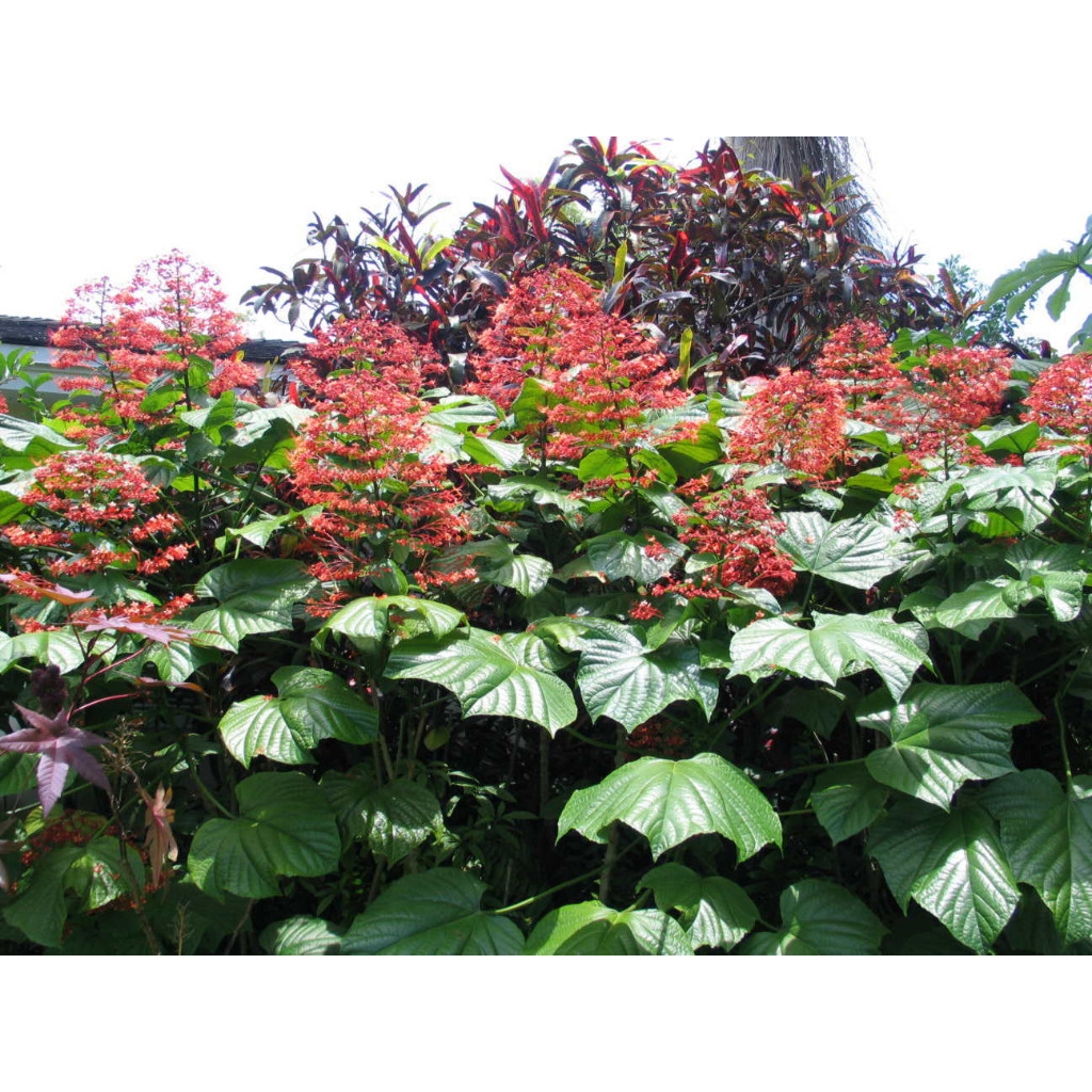 Bibit bunga pagoda - bunga pagoda herbal ' .