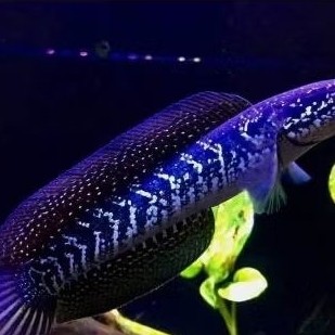 ASIATICA WS PURE 10-12cm hiasan aquarium TICA