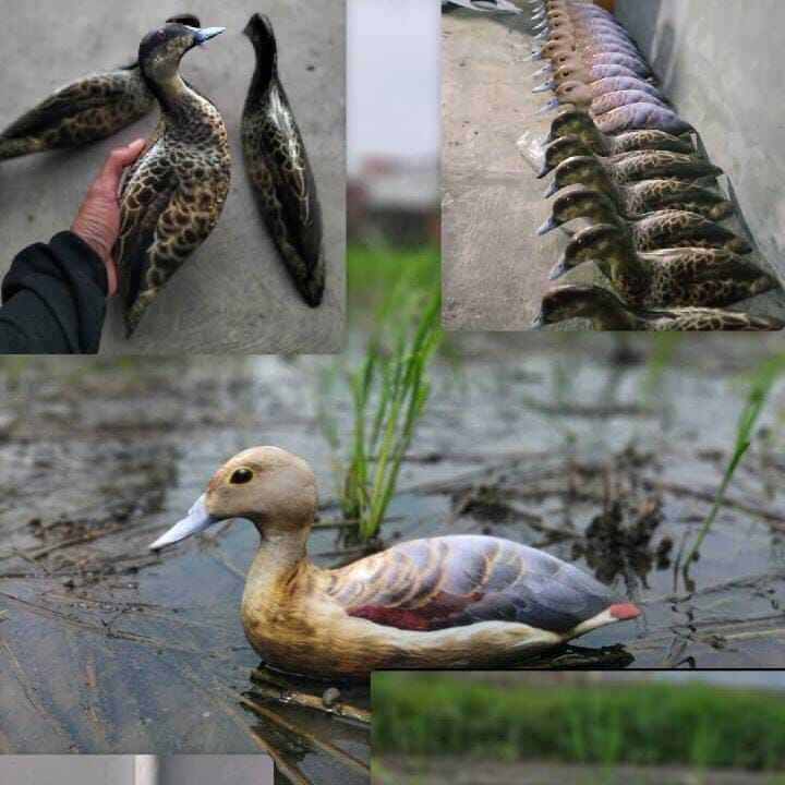 JONTROT BURUNG BELIBIS MIRIP ASLI/PATUNG PANCINGAN BURUNG BELIBIS