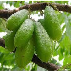 BIBIT / POHON BELIMBING WULUH CEPAT BERBUAH SIAP TANAM