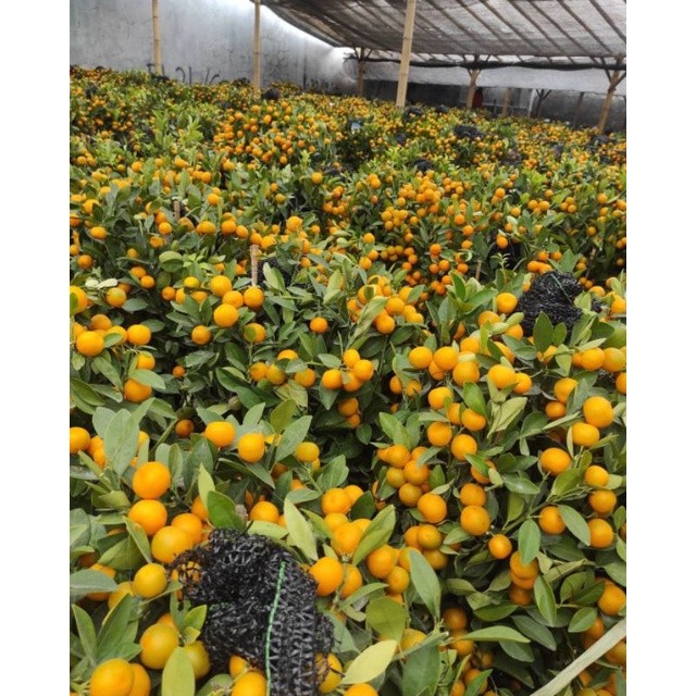 [HOT]  Bibit Buah Jeruk KIMKIT HONEY SUDAH BERBUAH/BERBUNGA|bisa berbuah dalam pot