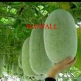 buah kundur buah bligo 1,2-1,5 kg,bligo kundur