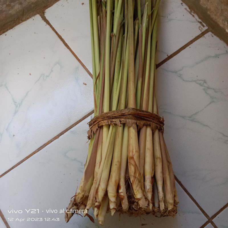 SEREH  MERAH /SEREH WANGi SEGAR SIAP KIRIM