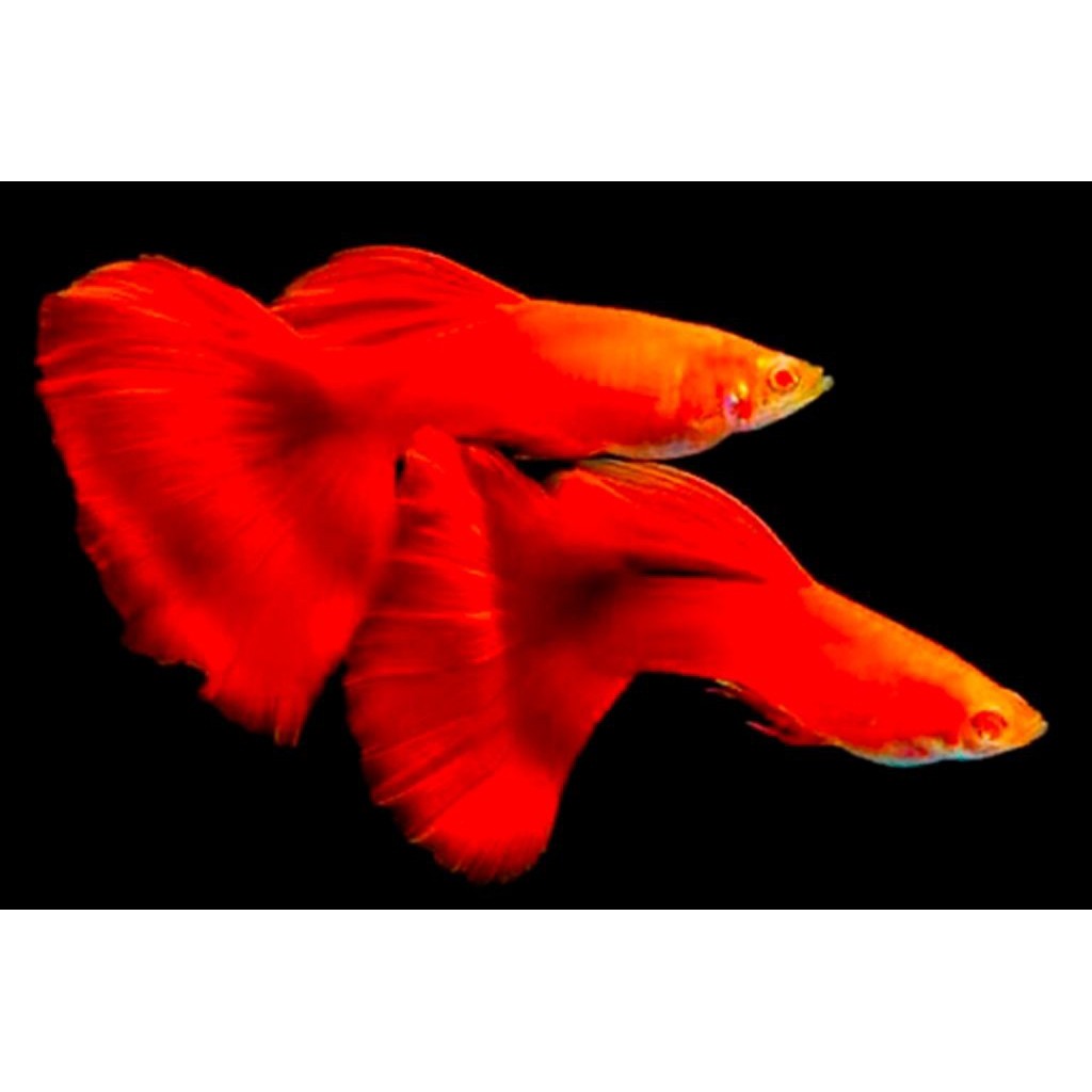 guppy afr albino full red grade'A ( PAKET SEPASANG )