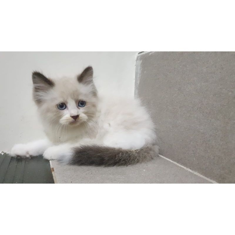JUAL kitten persia 2.5 bulan British munchkin angora anggora ragdoll