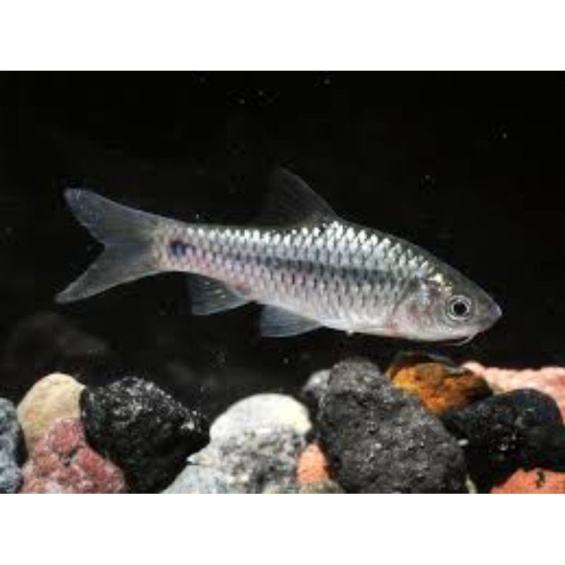 Ikan Wader Hiasan AQuascape Untuk Hidup