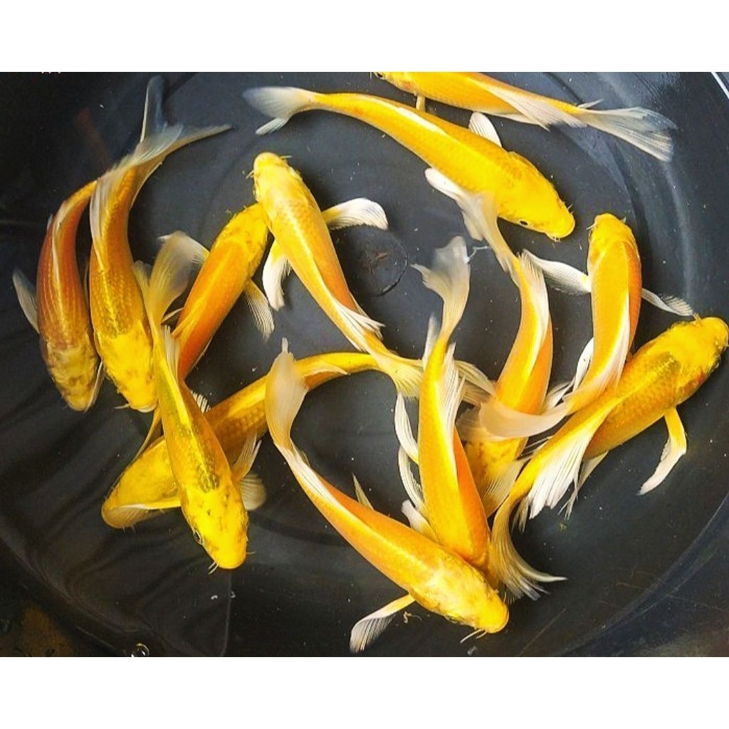 koi ogon slayer kumpay 13-15 cm perhiasan aquarium
