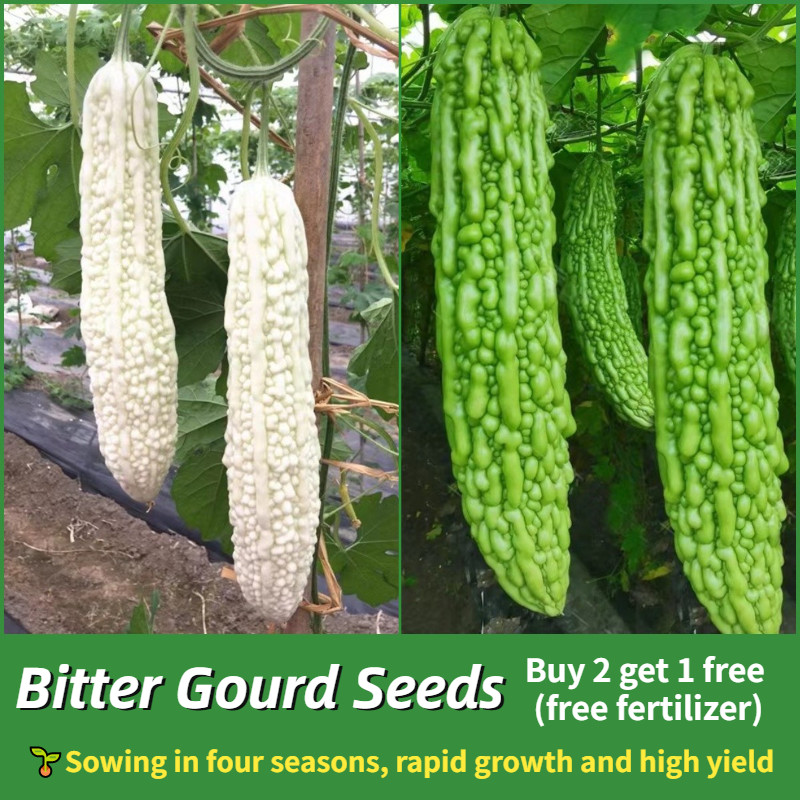 isi 20biji Paket 2 Macam Benih Pare Putih High Moon Sayuran Pare Hibrida f1 Tangguh Tahan Cuaca Beni