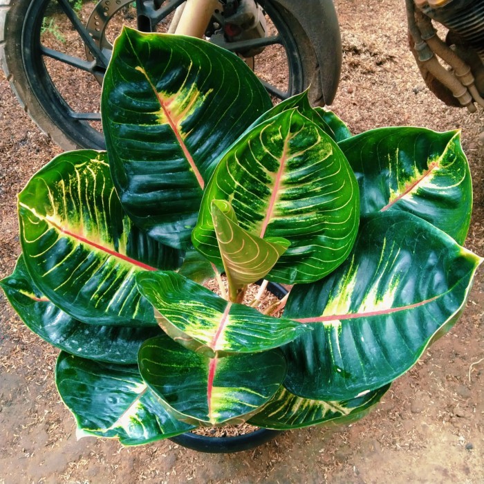 Promo bibit bonggol aglonema moonlight black gerhana