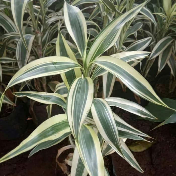 Tanaman Hias Sri Rejeki Variegata